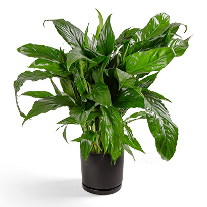 silver queen pothos Silver Splash Pothos, Scindapsus Pictus ‘Exotica’