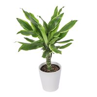 Dracaena Deremensis Moonlight