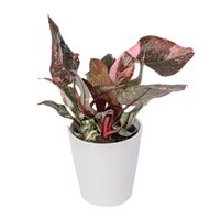 Fancy Pink Princess Philodendron
