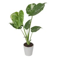 Monstera Thai Constellation