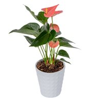 Pink Anthurium