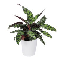 Calathea Rattlesnake