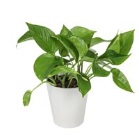 Golden Pothos