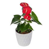 Red Anthurium