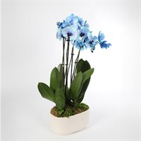 Grand Premium Orchid