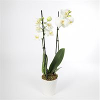 Midsize Premium Orchid